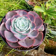 ペルシア　多肉植物 ◇ペルシア◇綺麗なグラデーションに紅葉「多肉植物」のアルバム