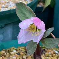 ニゲルXチベタヌス交配「絹」開花❣️「2023年クリスマスローズ」の