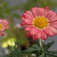 【税込】 マーガレットスマッシュ。ピンク&レモ「GardenStory☆〜6 手提げ・レッスンバッグ・入園グッズ
