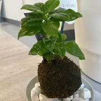 コーヒーの木苔玉⭐︎心の落ち着き⭐︎ コーヒーの木苔玉⭐︎心の落ち着き⭐︎