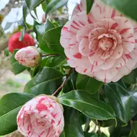 斑入りの椿が咲きました。4月6日「我が家の庭 2023」のアルバム