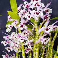 デンドロビューム原種Den.thyrsiflorum「我が家の洋蘭2023」のアルバム
