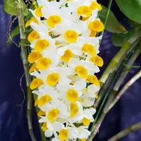 原種 洋ラン 洋蘭 デンドロビューム 「den.thyrsiflorum」花、園芸の落札相場・落札価格 - Yahoo!オークション 大株 thyrsiflorum Den. 花