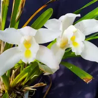 洋蘭 洋ラン 原種 シンビジューム Cym. eburneum 開花サイズ大株 シンビジューム原種Cym.eburneum「我が家の洋蘭2023」のアルバム