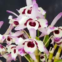 デンドロビューム原種Den.thyrsiflorum「我が家の洋蘭2023」のアルバム