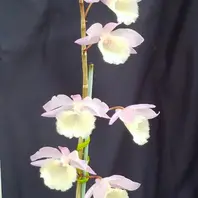 洋蘭 洋ラン 原種 シンビジューム Cym. eburneum 開花サイズ大株 Cymbidium 洋蘭 原種 シンビジューム Cym. eburneum 花芽付き