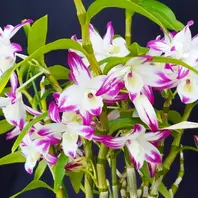 デンドロビューム原種Den.thyrsiflorum「我が家の洋蘭2023」のアルバム