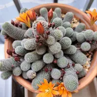 Yahoo!オークション - 園芸植物大観 1～6巻 6冊セット 集英社 花