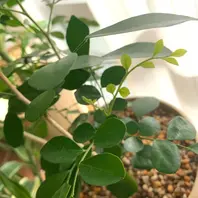 1月だというのに、どんどん新芽が出てき「ムラヤ・パニクラータ