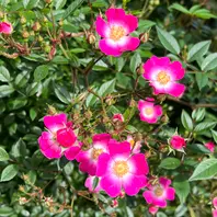 ミニつるバラ 安曇野「2023年の花々」のアルバム-みんなの趣味の園芸