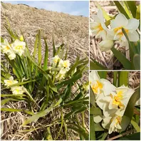 八重咲き日本水仙土手にかわいい花が👀「多摩川」のアルバム