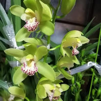 グリーンサワー でしょうか？株分けか...「2023 シンビジウム」の 