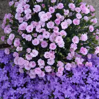 虹～紫陽花⭐ アジサイ月虹 - Search / X
