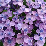 6月の紫陽花 6/21オタフク紫陽花蕊「2023年✨✨写真」の