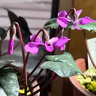 原種シクラメン コウム タイルバーン「原種シクラメン2023初春」の