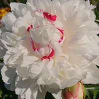 芍薬フェスティバマキシマふんわり「2023年わが家の可愛いお花たち