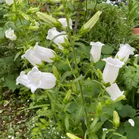 カンパニュラの白が咲きました。大好き「我が家の花たち 2023