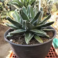 5号プラ鉢に植えられていましたが、窮「アガベ・笹の雪