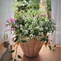 一輪車に寄せ植えを作ってみました。昨「植物と暮らす私の日々 寄せ