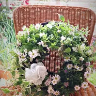 一輪車に寄せ植えを作ってみました。昨「植物と暮らす私の日々 寄せ