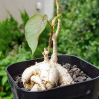 フィカス（ゴムノキの仲間）の写真-みんなの趣味の園芸2205272