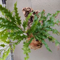 ドリナリア・リギデュラ・ホワイティさ「観葉植物」のアルバム