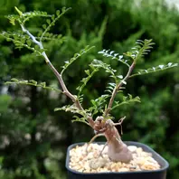 オペルクリカリア・パキプスさん、新芽「塊根植物・多肉植物」の