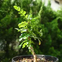 オペルクリカリア・パキプスさん、新芽「塊根植物・多肉植物」の