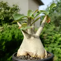 オペルクリカリア・パキプスさん、新芽「塊根植物・多肉植物」の