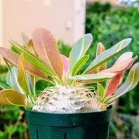 パキポディウム・マカイエンセさんの紅「塊根植物・多肉植物」の