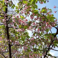 アメリカハナズオウ 　枝垂れ　トラベラー 紅葉 アメリカハナズオウ 低木 花 庭木 ガーデニング 紅葉樹 アメリカ