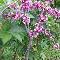 アメリカハナズオウ トラベラー枝垂れ「樹木」のアルバム-みんなの