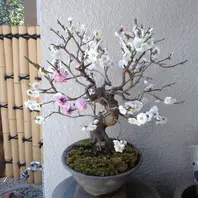 梅(思いのまま)盆栽満開です😃「盆栽・鉢物四季折々」のアルバム