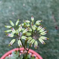 バイカオウレンの写真-みんなの趣味の園芸1881673