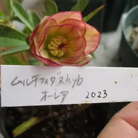 このムルチフィダスオーレアは2023年に「高橋育苗のリトルビースト