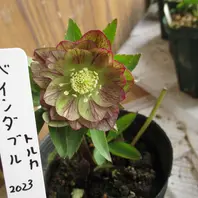このムルチフィダスオーレアは2023年に「高橋育苗のリトルビースト