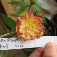【極美・希少】高橋育苗 ムルチフィダス系オーレア リトル・ビースト・ファントム 高橋育苗のリトルビースト｜園芸日記byみゆき｜みんなの趣味の園芸