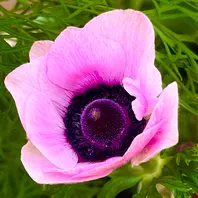 アネモネピンクの一重咲きです‼︎#Ane「庭に咲く花Season21🎵」の