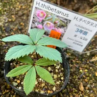 ★チベタヌス太白山種　★4年苗★クリスマスローズ苗 img_cache_r_26292_c_1680068511