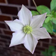 クレマチス・フルディーン。3輪目の花「2023年 春の花 （3月