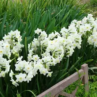 チロルパン「春のつるしかざり」「水仙」 畑の水仙・ガリル、満開です。3月21「2023年 春の花 （3月
