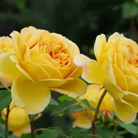 キャスリン・モーリー「2023年の薔薇」のアルバム-みんなの趣味の