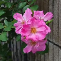 シャングリラ 二番花「2023年の薔薇」のアルバム-みんなの趣味の