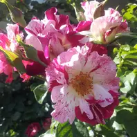 1927年にオープンしたロサンゼルスのロ「＜ロサンゼルス