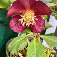 クリスマスローズ 開花予定株 SSミスティーク×DDミスティーク ミスティークのシングルです。大木さん「クリスマスローズ2023」の