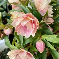 ミスティークのシングルです。大木さん「クリスマスローズ2023」の