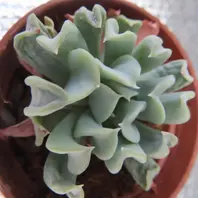 トップシータービー（別名トップスレン「多肉植物」のアルバム