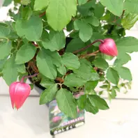 クレマチスマシュマロ「クレマチス」のアルバム-みんなの趣味の園芸1939574