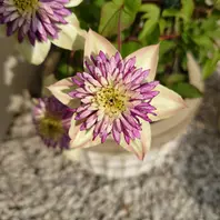 クレマチスマシュマロ「クレマチス」のアルバム-みんなの趣味の