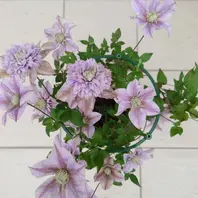 クレマチスマシュマロ「クレマチス」のアルバム-みんなの趣味の園芸1939574